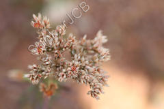 Polycarpaea corymbosa